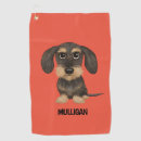 Recherche de teckel Chien