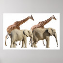 Search for giraffe posters Elephant