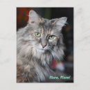 Recherche de minou mignon Miaou