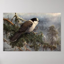 Recherche de grey vintage posters Oiseau
