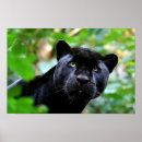 Search for black jaguar posters Wildcat