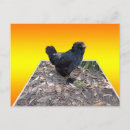 Recherche de coq noir cartes postales Poulailler