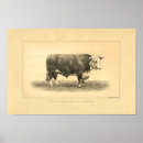 Search for bovin art Cattle