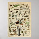 Recherche de arthropode posters Insecte