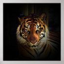 Recherche de yeux de tigre posters Gros chats