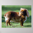 Recherche de les anglais posters Chien