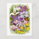 Search for dendrobium postcards Vintage