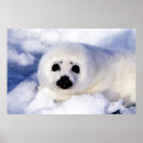 Search for harp seal posters Cute