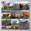 Recherche de highland cow posters Écossais
