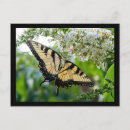 Recherche de papillon jaune et noir cartes postales Fleurs