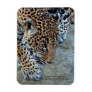 Search for jaguars magnets Wildlife