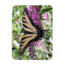 Recherche de de papillon de machaon refrigérateur magnets Nature