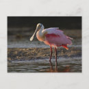 Search for ding Spoonbill