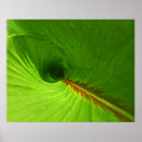 Search for ginger leaf Nature