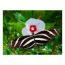 Search for butterfly red art Animal