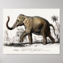 Recherche de african animals posters Elephant
