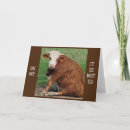 Search for moo cow birthday cards Photography