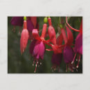 Search for green stems postcards Plant