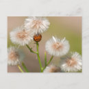 Search for ladybug postcards Garden