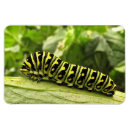 Recherche de de papillon de machaon refrigérateur magnets Animal