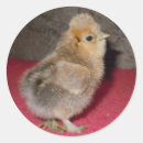 Search for baby chick stickers Nature