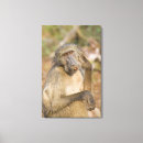 Recherche de babouin posters Vertical