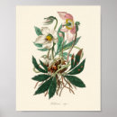 Recherche de hellebore posters Rose