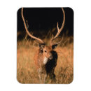 Search for habitat magnets Wildlife