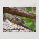 Search for marmot postcards Washington state