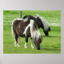 Recherche de poney shetland posters Ranch