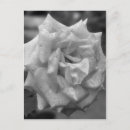 Search for white bloom postcards Black and white