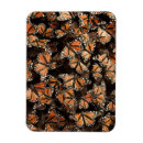 Recherche de fragilité magnets Insecte