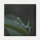 Search for mantis magnets Animal