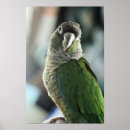 Search for conures art Cute