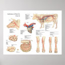Search for blood vessels posters Anatomy