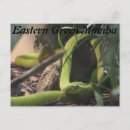 Search for mamba Reptile