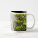 Search for bonsai tree mugs Asia
