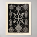 Search for marine creature posters Ocean