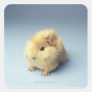 Search for yellow pig stickers Animal