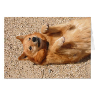 0006Copper belly rub