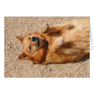 0006Refroidissement du ventre en cuivre