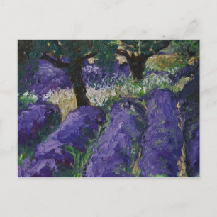 0063-le champ de lavande postcard