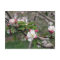 01 Apple Blossoms Winchester VA Postcard