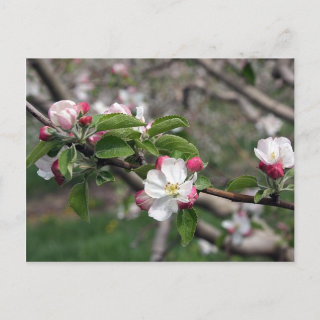 01 Apple Blossoms Winchester VA Postcard (Front)