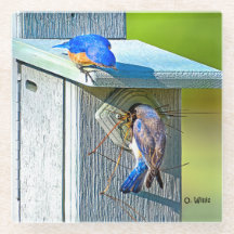 020 Bluebird Nesting 4x4 Glass Coaster