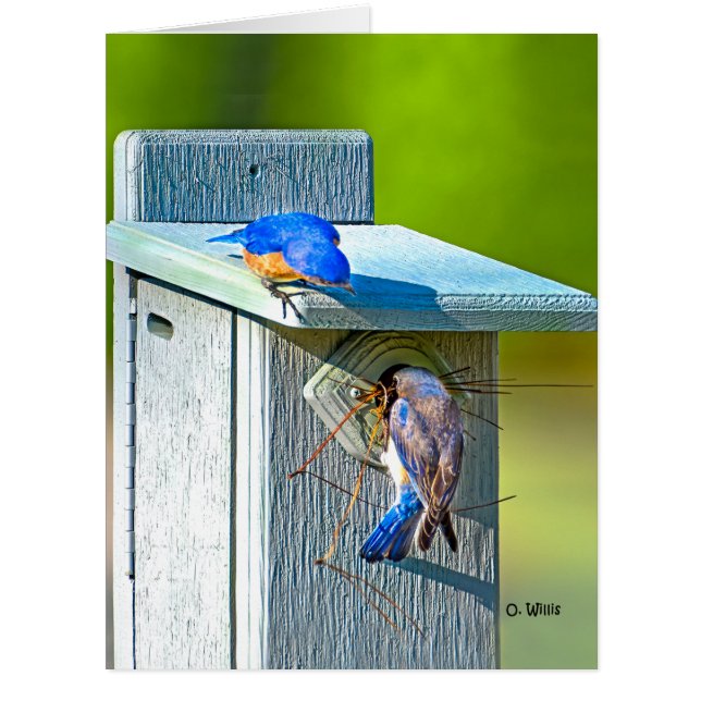 020 Bluebird Nesting Big Card 8.5x11 Matte (Front)