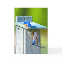 020 Bluebird Nesting Card 5x7 Matte