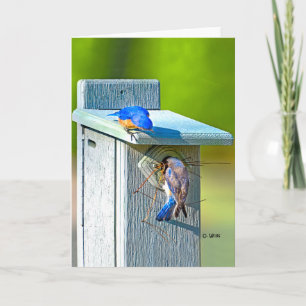 020 Bluebird Nesting Card 5x7 Matte
