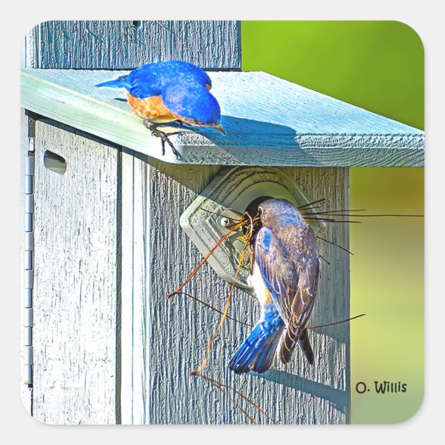 020 Bluebird Nesting Sticker 1.5x1.5 Sheet of 20 (Front)