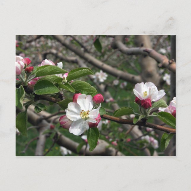 02 Apple Blossoms Winchester VA Postcard (Front)